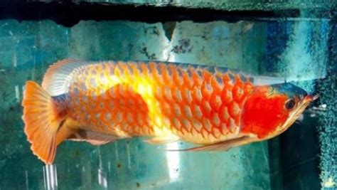 熱帶魚水溫多少合適(熱帶魚水溫多少合適33度高嗎)縮略圖