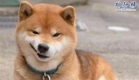 大型犬適合家養的狗(大型犬適合家養的狗狗)縮略圖