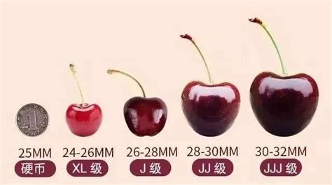 車厘子幾個J代表什么意思(車厘子幾個j代表什么意思)縮略圖