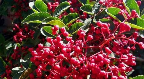 青花椒和紅花椒哪個好(青花椒和紅花椒的區別)縮略圖