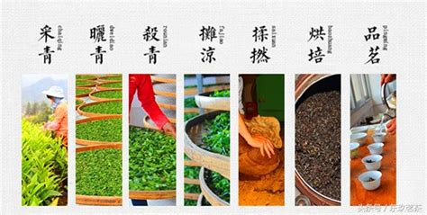 漳平水仙茶的味道及特點,漳平水仙茶的功效和作用縮略圖