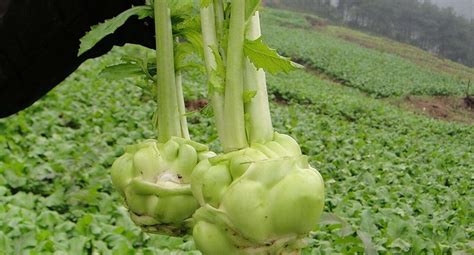 烏江榨菜產地在哪里的(烏江榨菜產地在哪里的怎么買)縮略圖