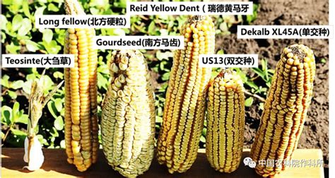 玉米種子保質期幾年,玉米種子一般保質期幾年縮略圖