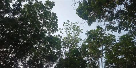 橡膠樹的危害,橡膠樹的危害有哪些縮略圖 橡膠樹的危害,橡膠樹的危害有哪些縮略圖