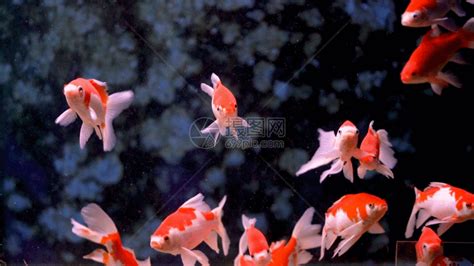 錦鯉魚的視頻(錦鯉魚的視頻大全觀賞)縮略圖