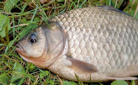 老三樣釣魚效果怎么樣(夏季用老三樣釣魚效果怎么樣)縮略圖
