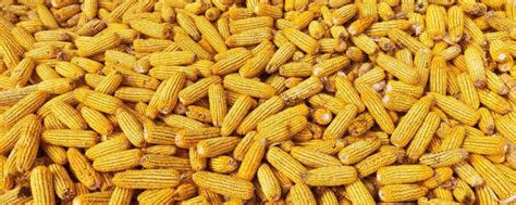 玉米種子最好的品種排行榜(2023年玉米種子最好的品種排行榜)縮略圖