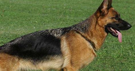 黑背犬小時候,黑背犬小時候圖片縮略圖