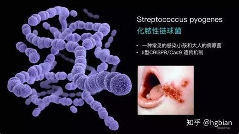 特小鳳是轉基因還是雜交的(特小鳳是轉基因嗎)縮略圖