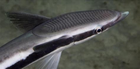 吸盤魚,吸盤魚圖片縮略圖