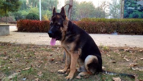 黑背幼犬多少錢一只,黑背幼犬多少錢一只圖片縮略圖