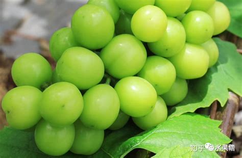 晴王葡萄北方可以種植嗎,晴王葡萄和陽(yáng)光玫瑰的區(qū)別縮略圖