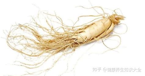 鮮參的吃法和作用,鮮參的吃法和作用及禁忌縮略圖
