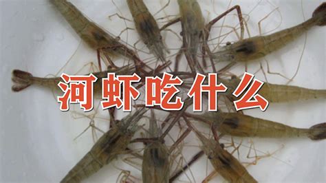 黑殼蝦怎么養(黑殼蝦怎么養才能爆缸)縮略圖