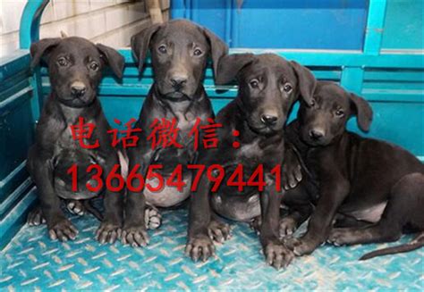 狼青犬價格(狼青犬價格多少錢一只)縮略圖