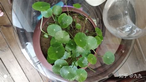 銅錢草(銅錢草水養的正確方法)縮略圖
