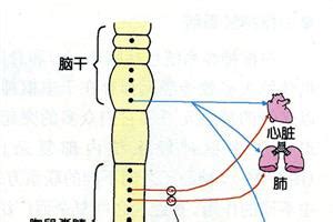 胸交感神經t4和t5切斷,胸交感神經射頻切斷t4t5縮略圖