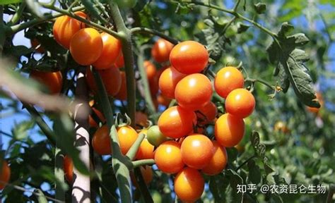 果樹保花保果用什么藥最好(果樹保花保果用什么藥)縮略圖