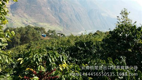 云南咖啡產地,云南咖啡產地在哪里縮略圖