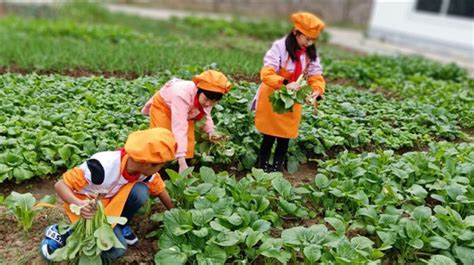 小菜園的收獲和感想,小菜園的收獲和感想作文縮略圖