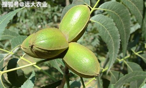 碧根果樹,碧根果樹長(zhǎng)什么樣縮略圖