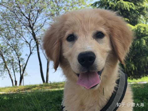 金毛狗,金毛狗蕨縮略圖