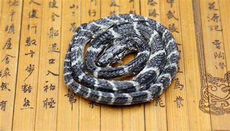 白花蛇圖片(白花蛇圖片大全大圖)縮略圖