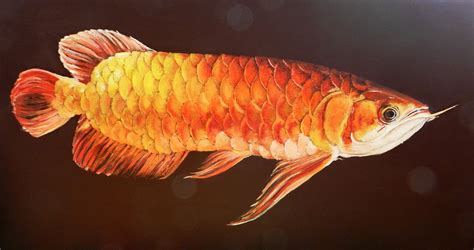 紅金龍魚多少錢一條(紅金龍魚多少錢一條最高價)縮略圖