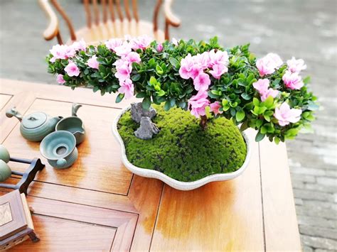 室內盆景花卉(室內盆景花卉推薦)縮略圖