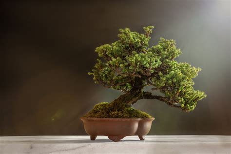 盆景花卉價格大全(花卉盆景價格大全)縮略圖