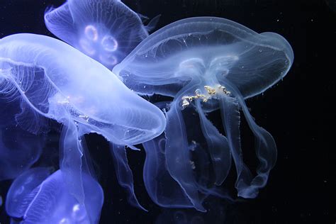 海蜇頭保質期多久,海蜇頭保質期多久能吃縮略圖