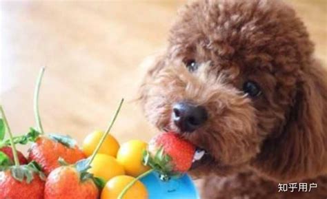 泰迪犬發情一般幾天結束(母泰迪犬發情一般幾天結束)縮略圖