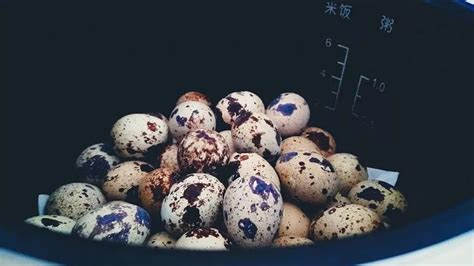 鵪鶉蛋營養(yǎng)功能與主治,鵪鶉蛋營養(yǎng)功能與主治含雌性激素縮略圖
