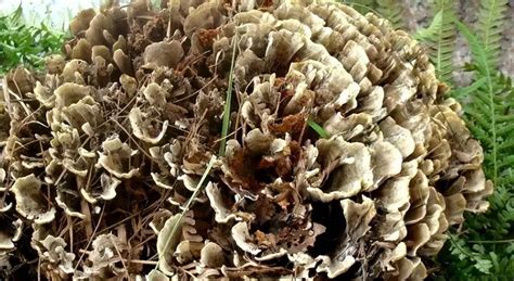 干巴菌發苦,干巴菌發苦是什么原因縮略圖