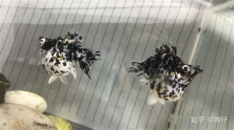 瑪麗魚怎么養(三色瑪麗魚怎么養)縮略圖