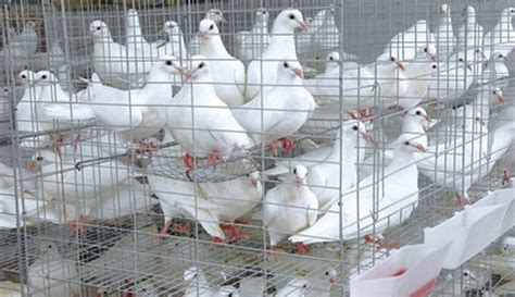 肉鴿養殖,肉鴿養殖技術教程縮略圖