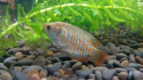 瑪麗魚怎么分辨公母(瑪麗魚怎么分辨公母圖解)縮略圖