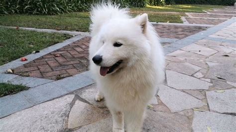 薩摩耶犬怎么訓練大小便(薩摩耶犬怎么訓練大小便的視頻)縮略圖