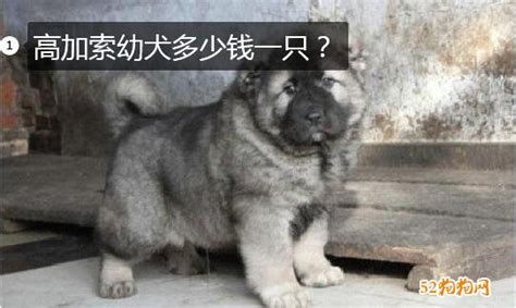 高加索幼犬一般賣多少錢,高加索犬圖片縮略圖