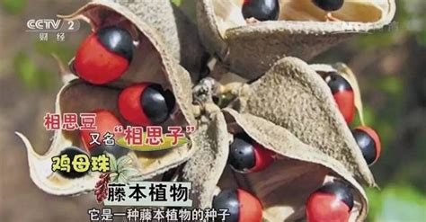 相思豆有毒性嗎?,相思豆有毒性嗎縮略圖