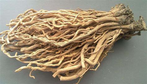 板藍根可以經常喝嗎(兒童板藍根可以經常喝嗎)縮略圖