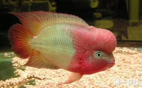 羅漢魚品種圖片介紹(羅漢魚品種圖片介紹價格大全)縮略圖