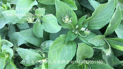 太子參的功效與作用及禁忌(太子參的功效與作用及禁忌、副作用)縮略圖