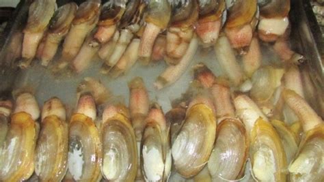 象牙蚌仔圖片,海鮮象拔蚌圖片大全縮略圖