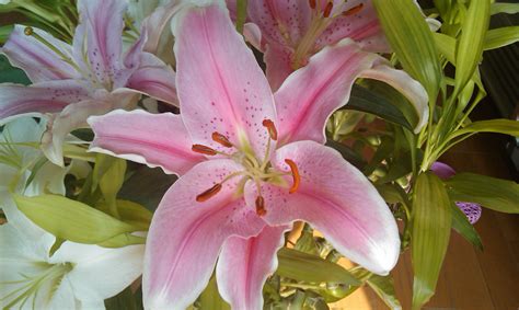 香水百合花圖片,香水百合花圖片大全大圖縮略圖