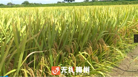 絲苗米執行標準(絲苗米執行標準GB/T 23402有哪些)縮略圖