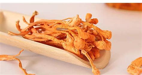 蟲草花的功效與作用及營養(yǎng),蟲草花的功效與作用及營養(yǎng)有哪些縮略圖