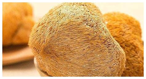 猴頭菇對肝臟的危害,猴頭菇的功效與作用縮略圖