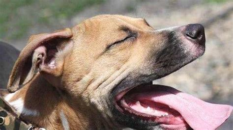 大型犬叫聲兇狠嚇唬狗,大型犬叫聲兇狠嚇唬狗怎么辦縮略圖