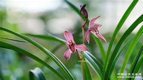 滿堂紅蘭花(滿堂紅蘭花簡介)縮略圖